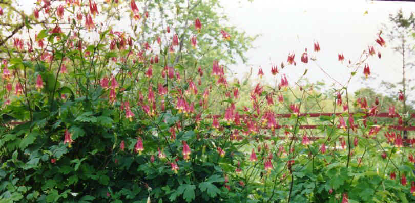 Canadian Columbine